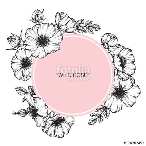 500x500 Wild Rose Flower Fame Drawing Stock Photo And Royalty Free - Wild Rose Drawing