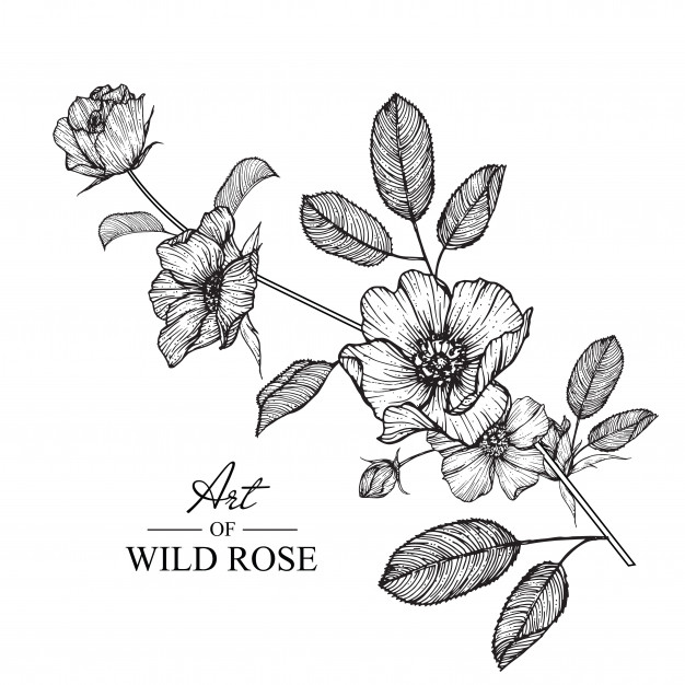 626x626 Wild Rose Leaf And Flower Drawings Vintage Hand Drawn Botanical - Wild Rose Drawing