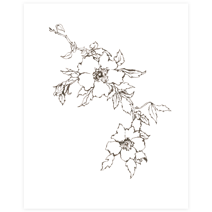 720x720 Wildfield Paper Co - Wild Rose Drawing