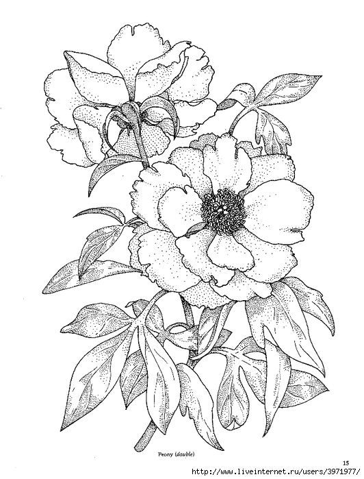 532x699 Wild Rose Drawing - Wild Rose Drawing