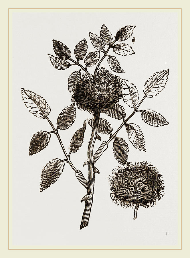 664x900 Bedeguar Gall Of Wild Rose Drawing - Wild Rose Drawing
