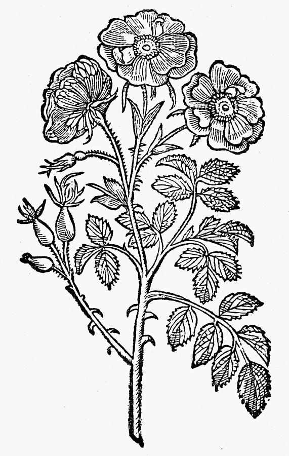 571x900 Botany Double Wild Rose Drawing - Wild Rose Drawing