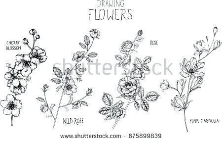 450x287 Flower Text Art Wild Rose Magnolia Cherry Blossom Flowers Drawing - Wild Rose Drawing