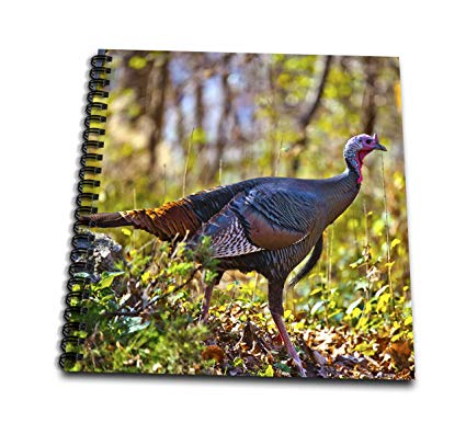 Wild Turkey Drawing