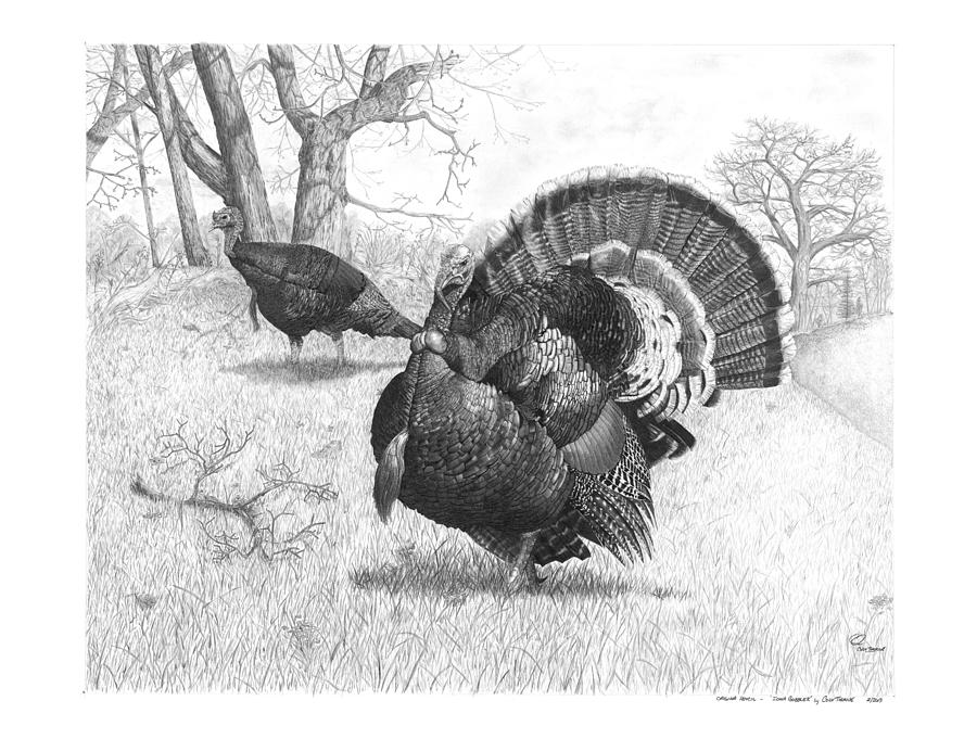 900x681 Iowa Gobbler Drawing - Wild Turkey Drawing