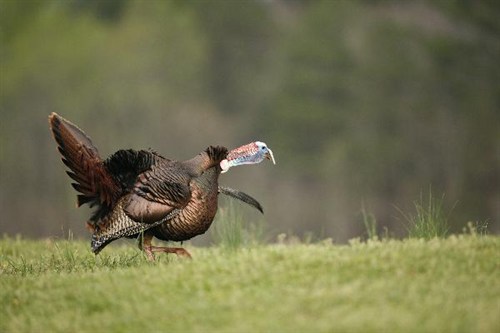 500x333 Mdwfp - Wild Turkey Drawing