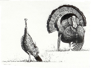 300x217 Max Greiner, Jr Designs Spring Fever - Wild Turkey Drawing