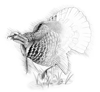 350x321 Sherpa Guides Tennessee The Tennessee Mountains Sidebars - Wild Turkey Drawing