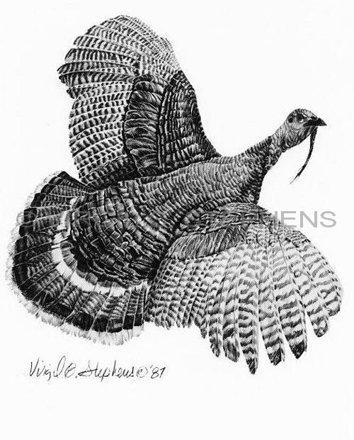 Wild Turkey Drawing at Explore collection of Wild