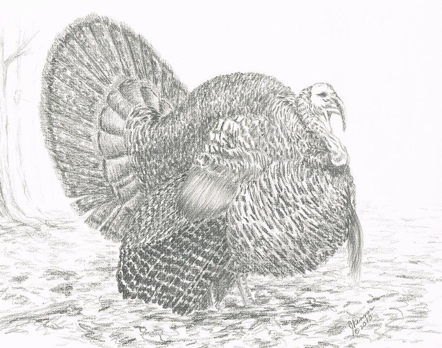900x710 Wild Tom Turkey Drawing - Wild Turkey Drawing