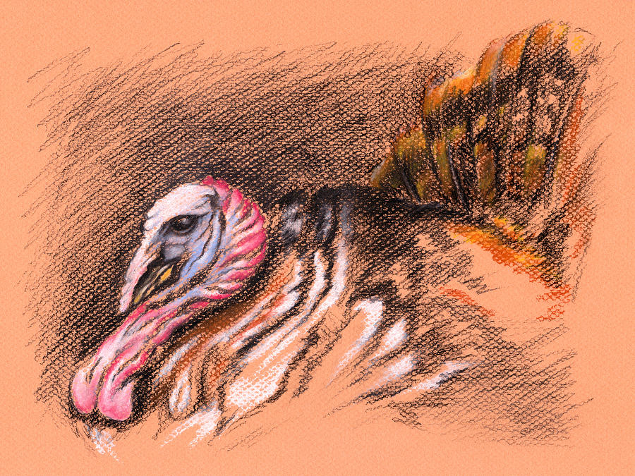900x675 Wild Tom Turkey Drawing - Wild Turkey Drawing