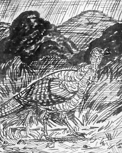 240x300 Wild Turkey, Original Ink Animal Drawing W Mat Listed - Wild Turkey Drawing