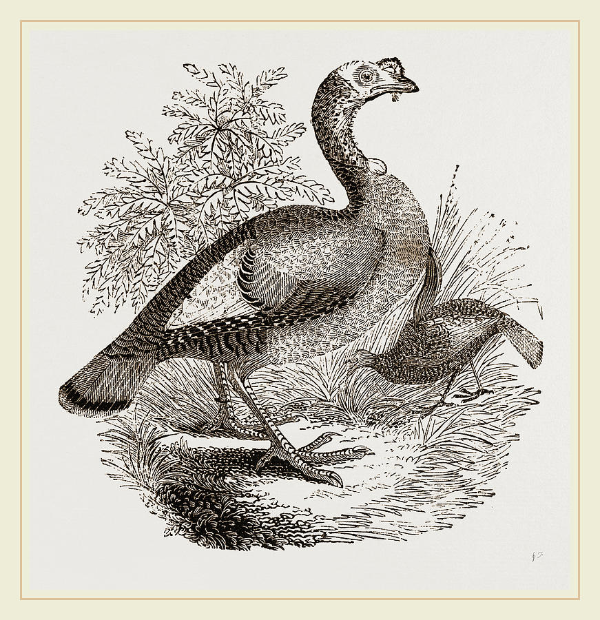 871x900 Wild Turkey And Young Drawing - Wild Turkey Drawing