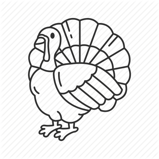 512x512 bird, domestic turkey, snood, thanksgiving, thanksgiving turkey - Wild Turkey Drawing