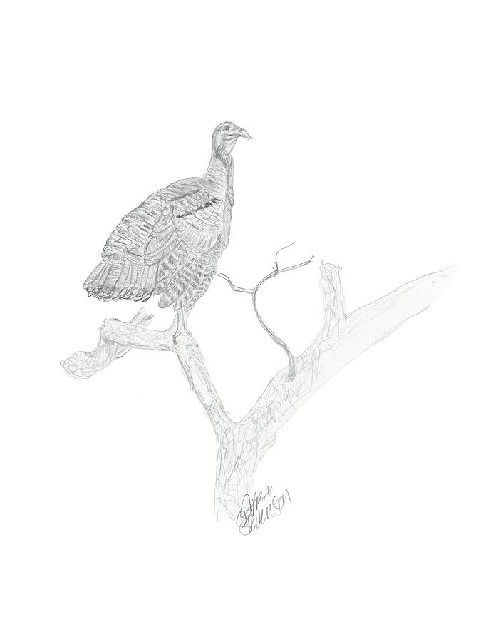 706x900 Wild Turkey Drawing - Wild Turkey Drawing