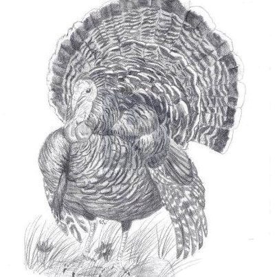 Wild Turkey Drawing at PaintingValley.com | Explore collection of Wild ...