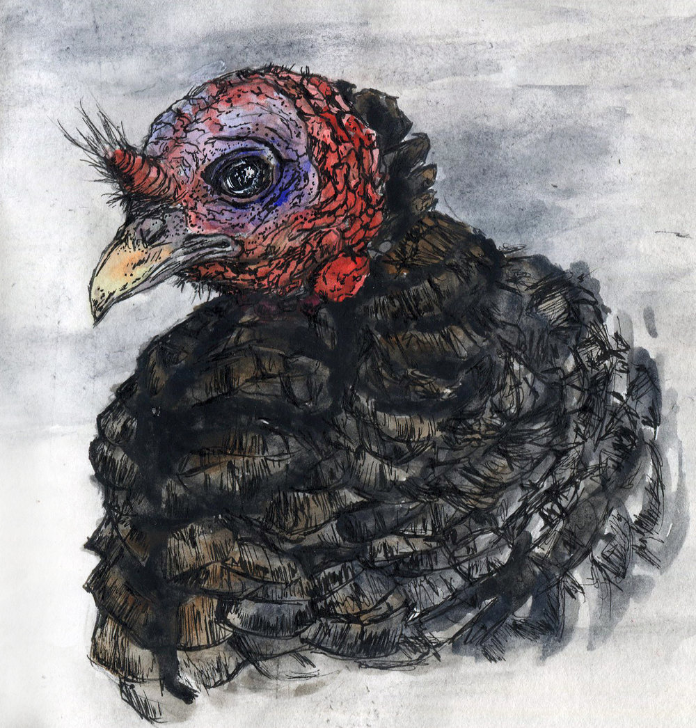1000x1046 Wild Turkey Drawing Birds - Wild Turkey Drawing