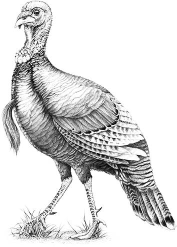 354x494 Wild Turkey - Wild Turkey Drawing