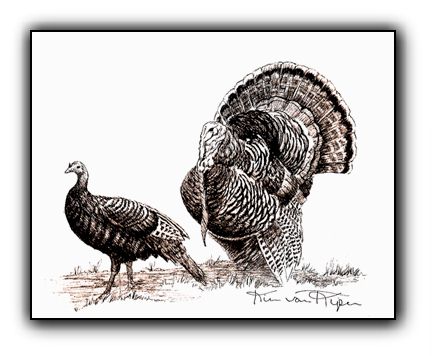 432x356 wild turkeys original pen and ink illustration homestead firearms - Wild Turkey Drawing