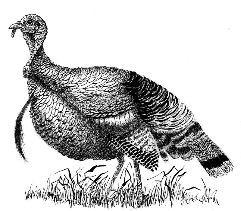 Wild Turkey Drawing at Explore collection of Wild