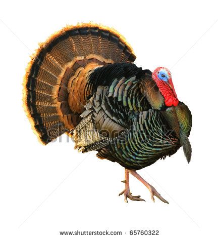432x470 Drawings Of Turkey Heads Turkey Tom Strutting His Stuff With Red - Wild Turkey Drawing