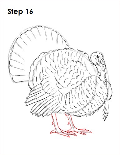 386x500 How To Draw A Turkey - Wild Turkey Drawing