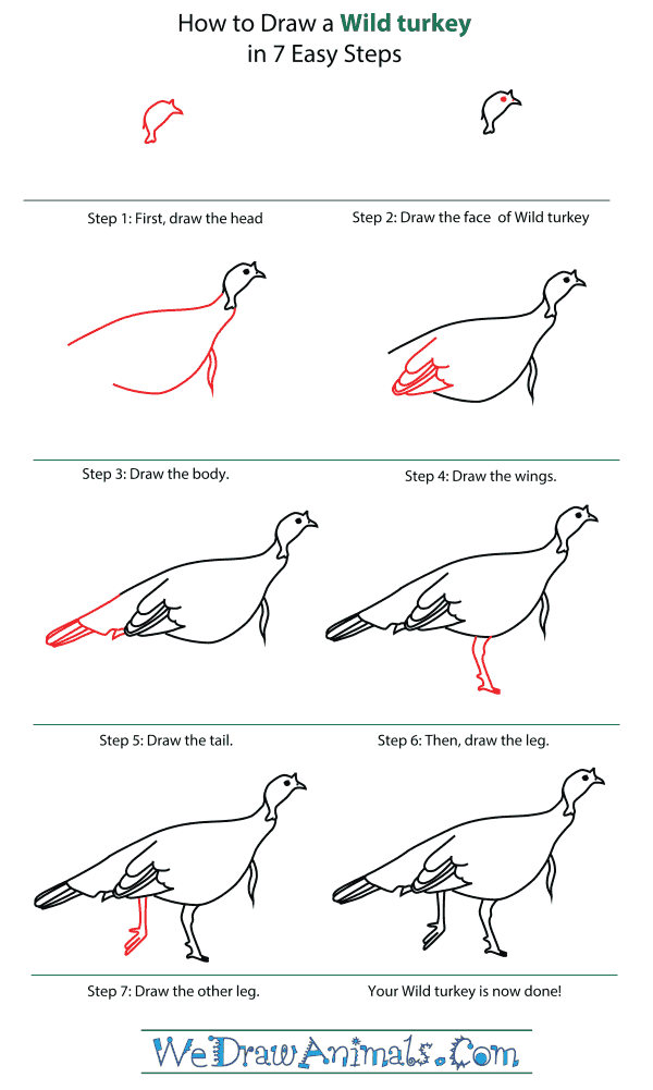 600x1001 How To Draw A Wild Turkey - Wild Turkey Drawing