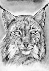 211x302 how to draw a realistic lynx, could be a wildcat mascot art - Wildcat Drawing