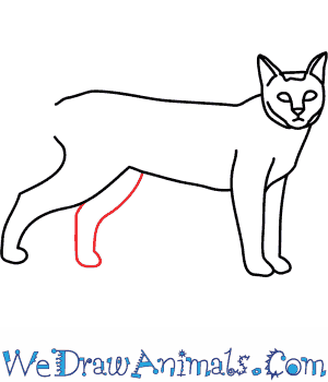 300x350 how to draw a wildcat - Wildcat Drawing