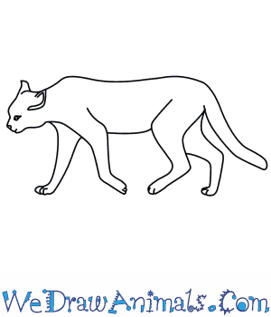 300x350 how to draw an african wildcat - Wildcat Drawing