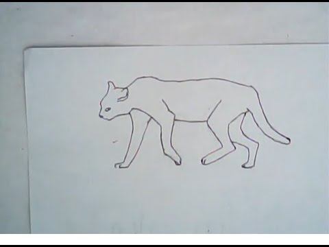 480x360 how to draw an african wildcat - Wildcat Drawing