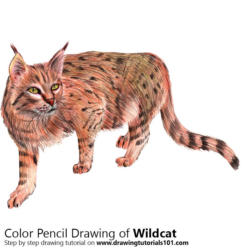 Wildcat Drawing at Explore collection of Wildcat