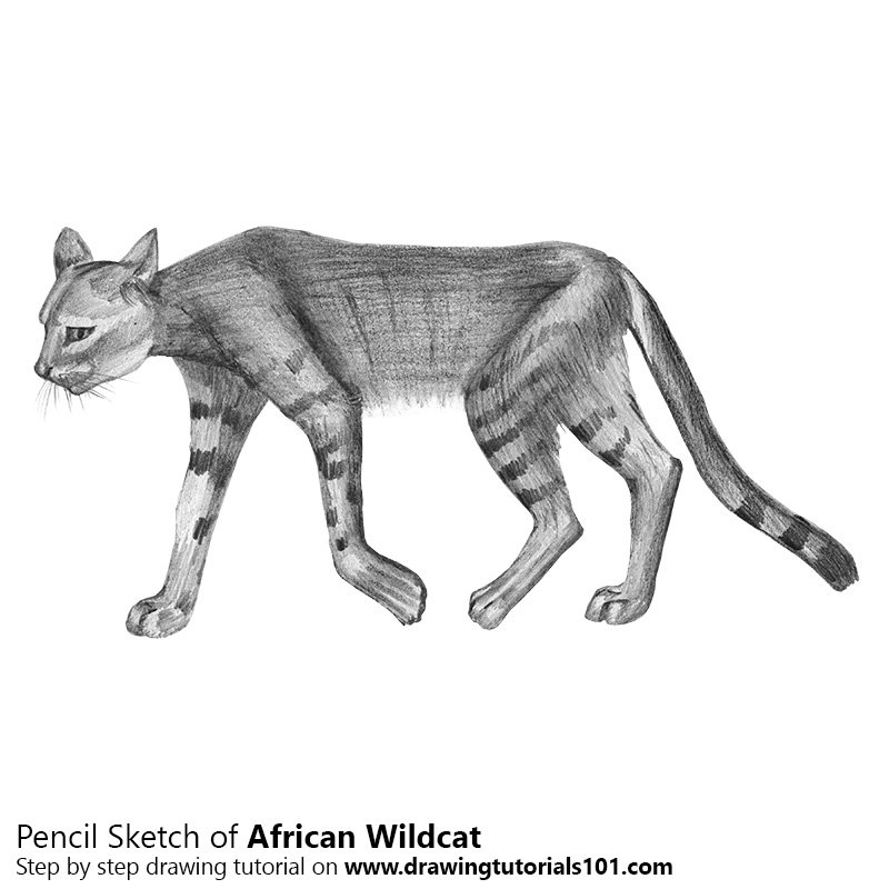 800x800 african wildcat pencil drawing - Wildcat Drawing