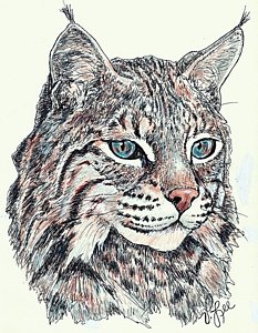 233x300 wildcat drawings fine art america - Wildcat Drawing