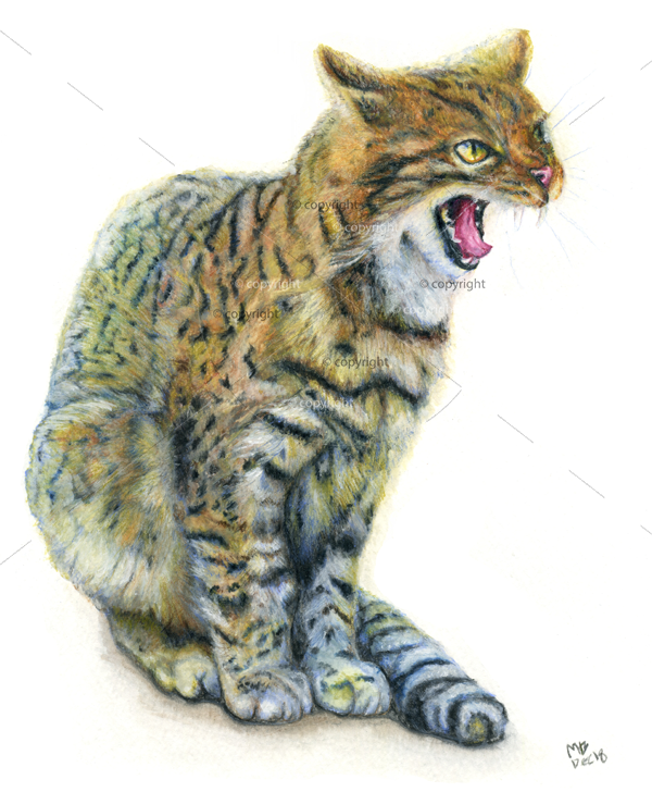 600x728 wildcat drawing in watercolour pencil - Wildcat Drawing