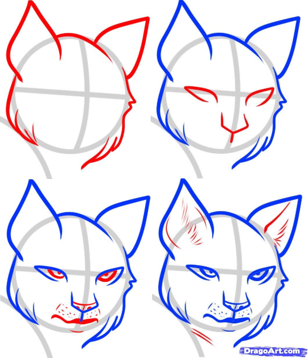 1061x1232 how to draw a wildcat step - Wildcat Drawing