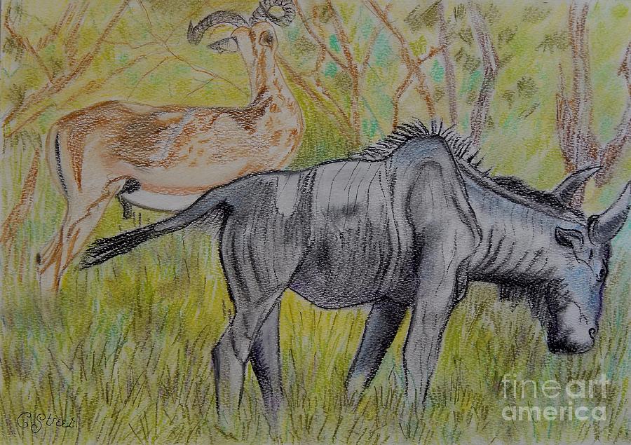 900x635 Impala And Wildebeest Drawing - Wildebeest Drawing