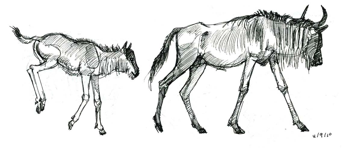 1160x493 Hyena Drawing Wildebeest For Free Download - Wildebeest Drawing