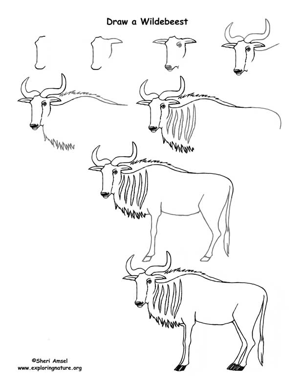 612x792 Wildebeest Drawing Lesson - Wildebeest Drawing
