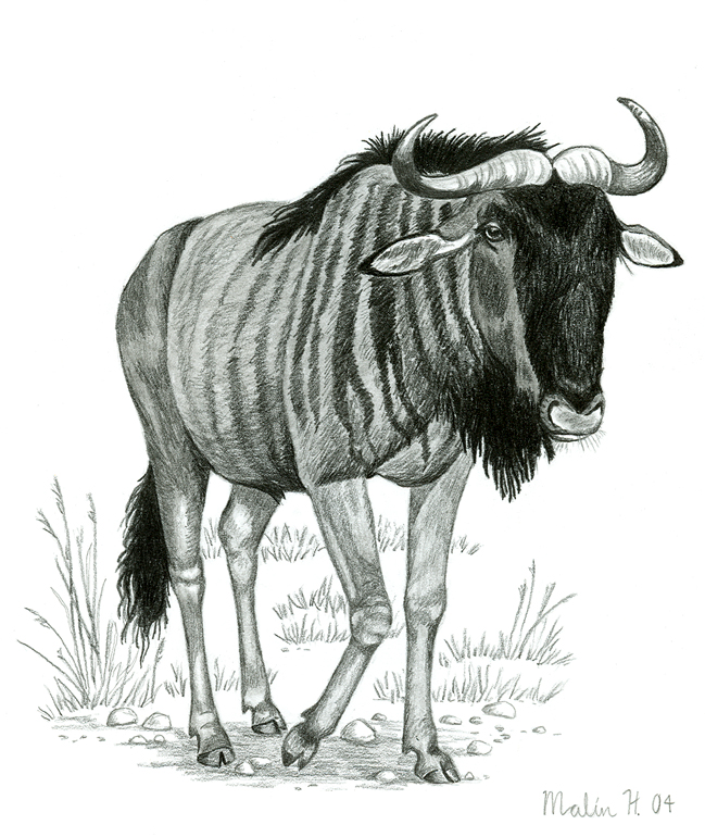 Wildebeest Drawing at Explore collection of
