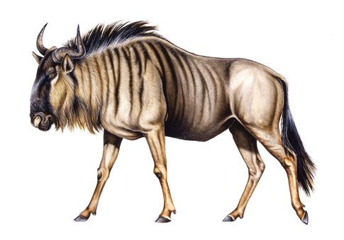 485x339 Wildebeest Illustration Animals In Art Blue - Wildebeest Drawing
