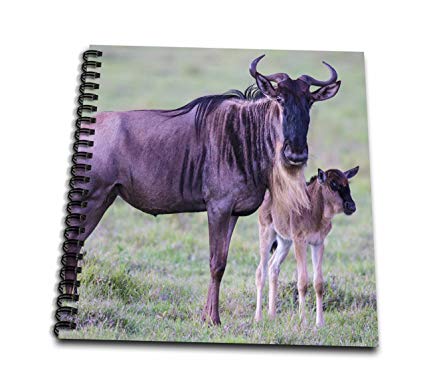 425x386 Danita Delimont - Wildebeest Drawing