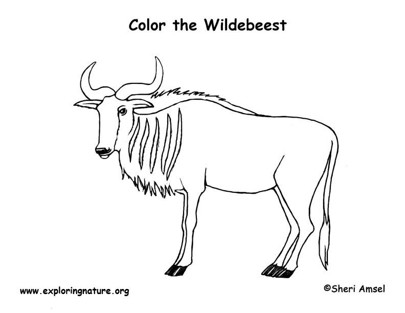 792x612 Wildebeest Coloring Nature - Wildebeest Drawing