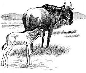 290x246 Wildebeests Natural History Notebooks - Wildebeest Drawing