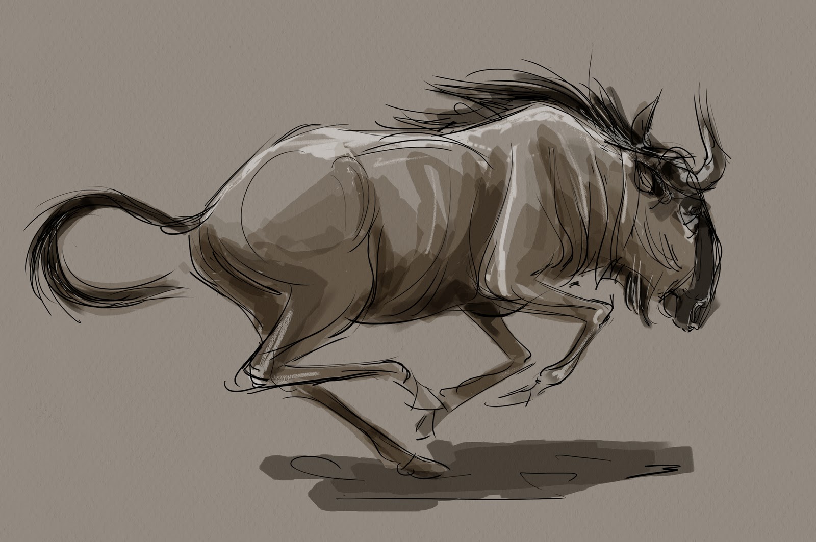 1600x1064 animal and life drawing blog wildebeest - Wildebeest Drawing.