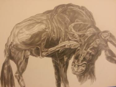 375x281 Blue Wildebeest Drawing - Wildebeest Drawing