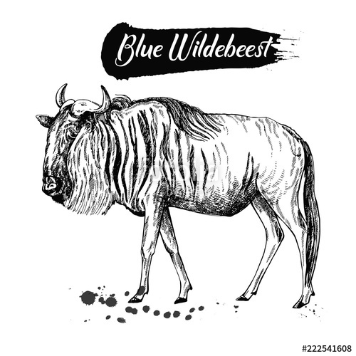 Wildebeest Drawing at Explore collection of