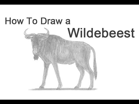 480x360 How To Draw A Wildebeest - Wildebeest Drawing
