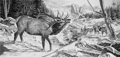 500x238 stephens western wildlife drawing print of rocky mountain elk - Wilderness Drawings