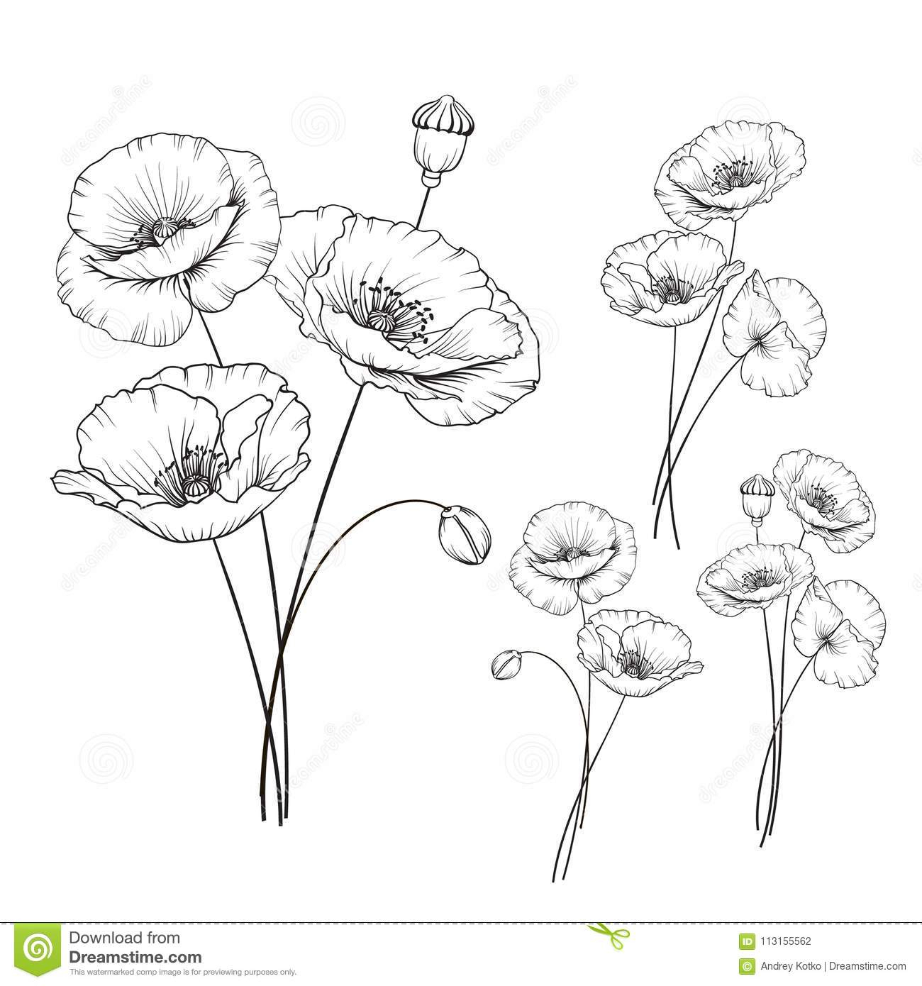 1300x1390 abstract wildflower drawing and vintage poppy set stock vector - Wildflower Drawing